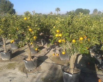 Aladin Chips Trucioli Legno Arancio Orange Tree Mediterranean 