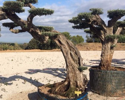 Exclusive trees