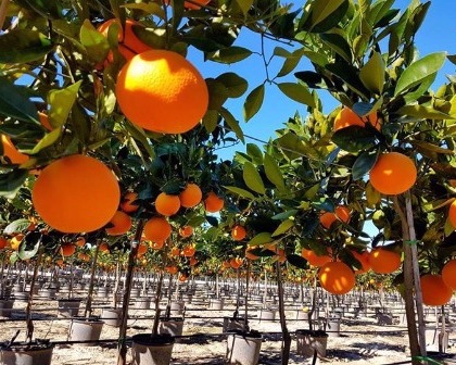 Aladin Chips Trucioli Legno Arancio Orange Tree Mediterranean Aladin Chips Trucioli Legno Arancio Orange Tree Mediterranean