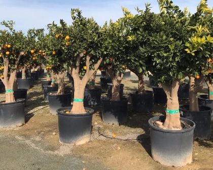 Aladin Chips Trucioli Legno Arancio Orange Tree Mediterranean Aladin Chips Trucioli Legno Arancio Orange Tree Mediterranean