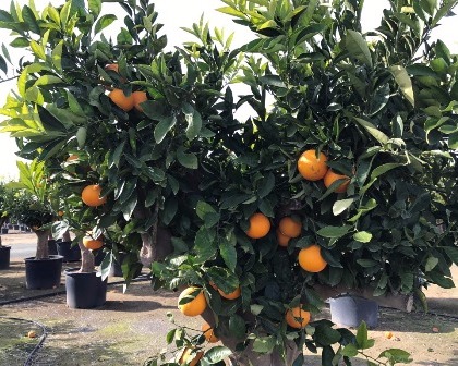 Aladin Chips Trucioli Legno Arancio Orange Tree Mediterranean Aladin Chips Trucioli Legno Arancio Orange Tree Mediterranean