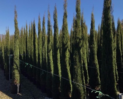 Cypresses (Cupressus sempervirens)