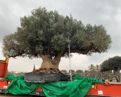 Huge Olive tree for Kuwait