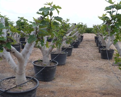 Ficus carica 60/70