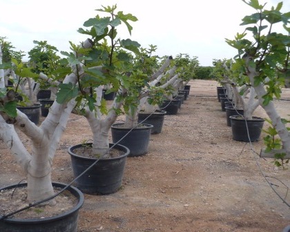 Fig trees (Ficus carica)