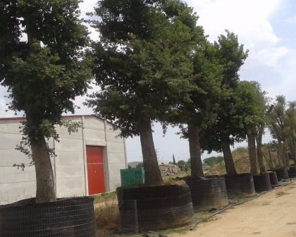 Holm oak (Quercus ilex)