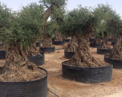 Olea europaea Lechin 220/240 Olive tree