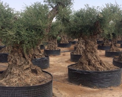 Olive trees (Olea europaea)