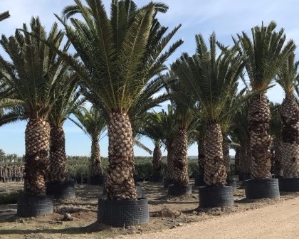 Phoenix canariensis ejemplar