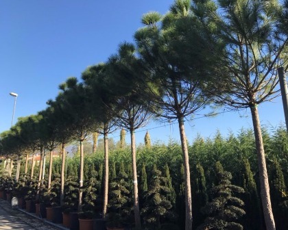 Pine trees (Pinus pinea)