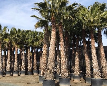 Washingtonia robusta palmtree