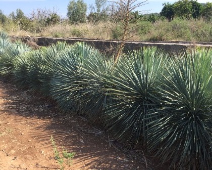 Yucca rostrata in the fields