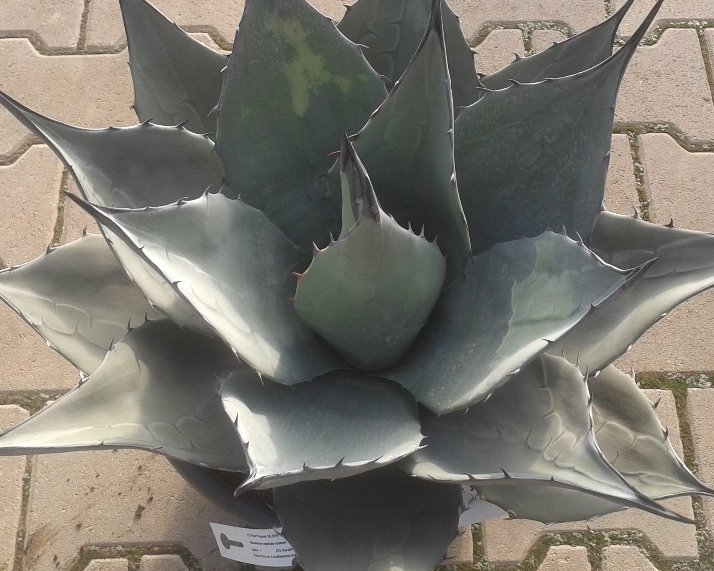 Agave havardiana