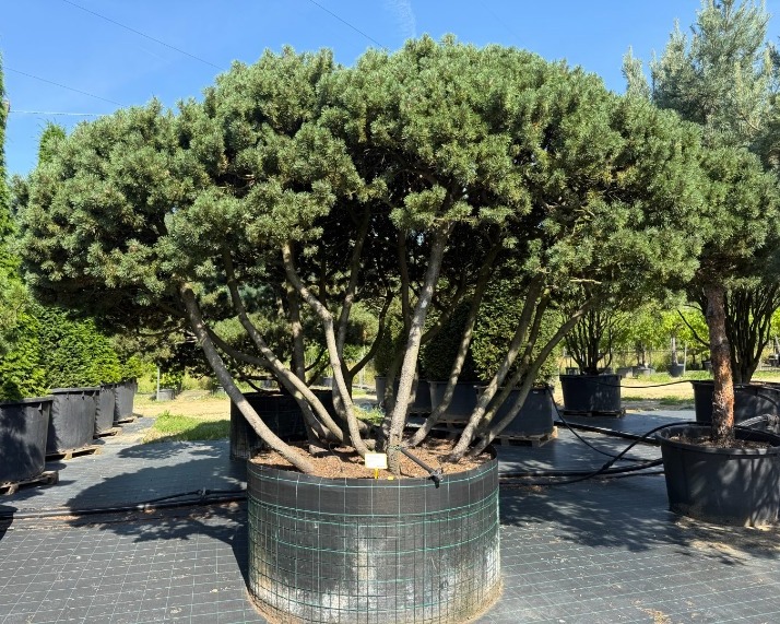 Exclusieve meerstammige Pinus mugo Mughus