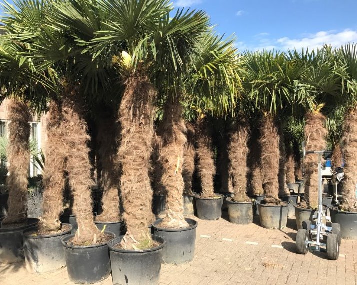 Trachycarpus fortunei palmbomen