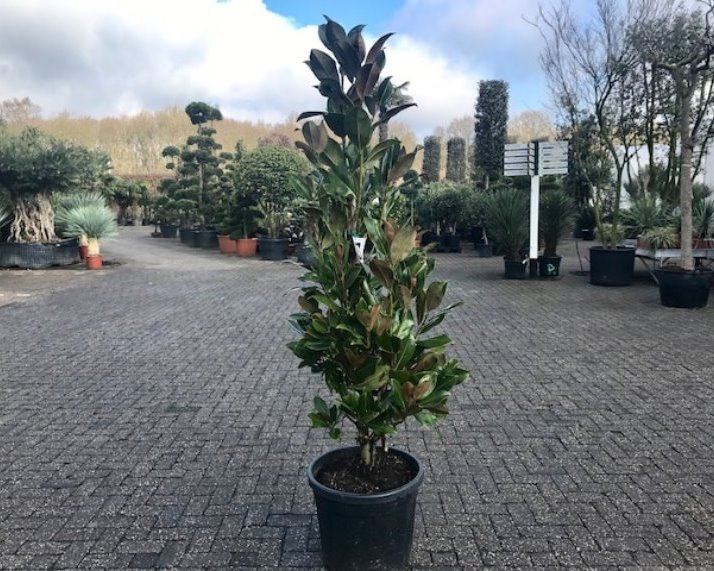 Magnolia grandiflora Gallisoniensis