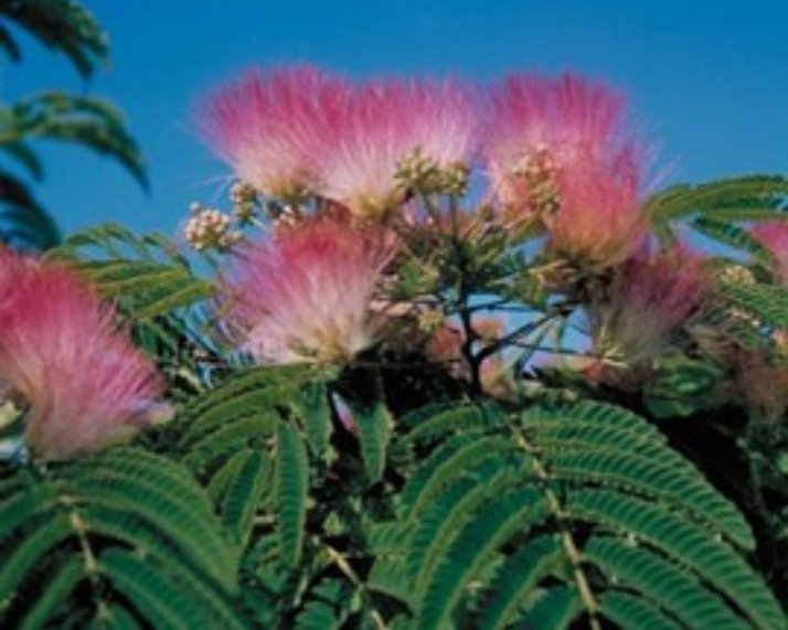 Albizia julibrissin - Perzische slaapboom - Geluksboom