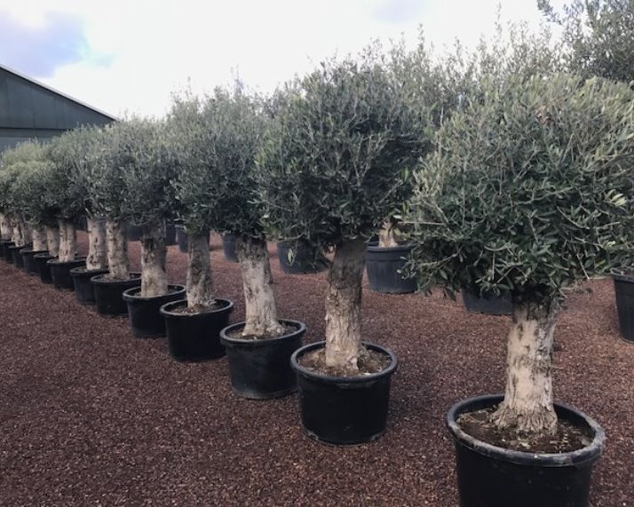 Olijfboom - Olea europaea Piqual bol met oude stam