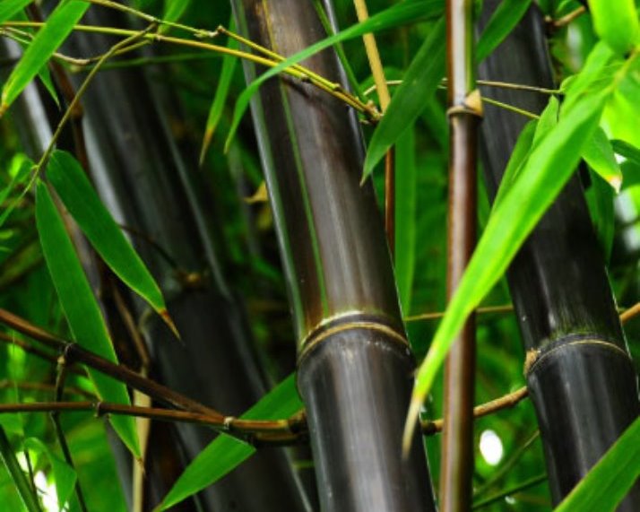 Phyllostachys nigra bamboe