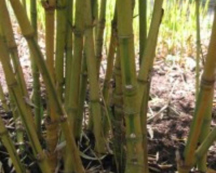 Phyllostachys aurea bamboe