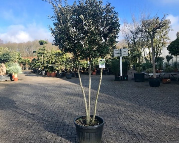 Steeneik - Quercus ilex multistammen