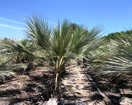 Brahea armata production on the palmfarm