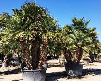 Chamaerops humilis group - ornamental palms