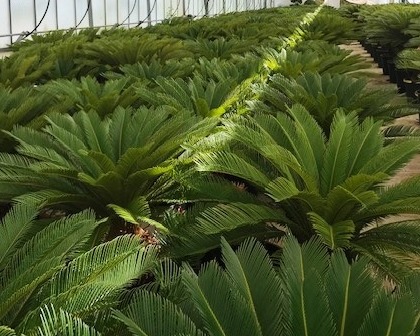 Cyca revoluta production palmnursery