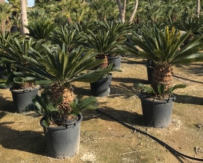 Cyca revoluta palmfarm