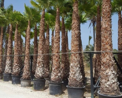 Washingtonia robusta