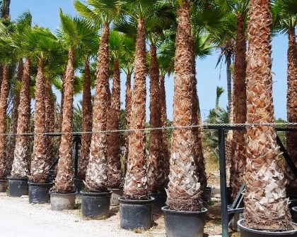Washingtonia robusta 4-6 meter trunk in container