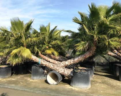 Washingtonia robusta curved trunk, swimmingpool palm tree