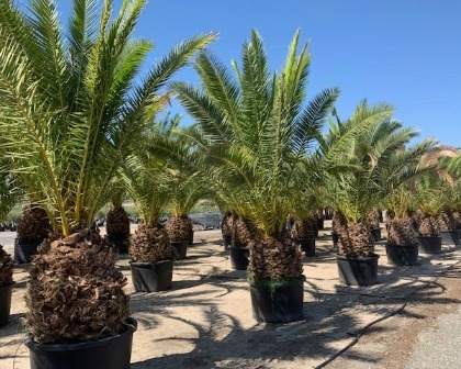 Phoenix canariensis