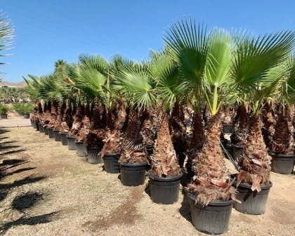 Washingtonia robusta 100/125 trunk in container