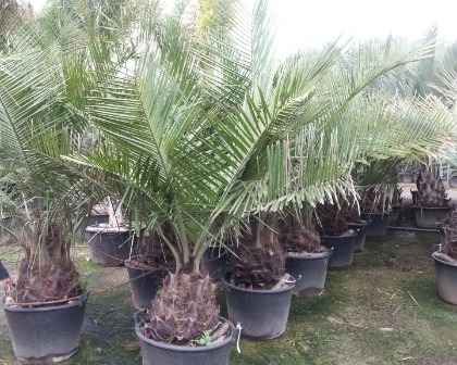 Jubea chilensis palm nursery