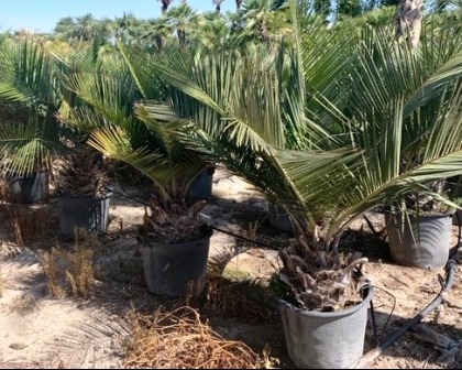 Jubea chilensis palm