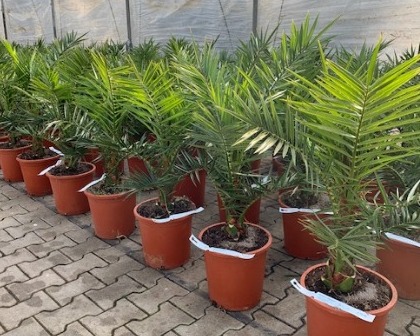 Phoenix canariensis date palm C10 l