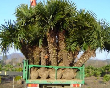 Trachycarpus fortunei wurzelballen