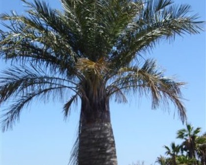 Exclusive Jubea Chilensis palm