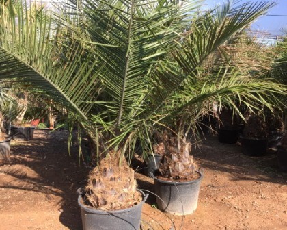 Jubea chilensis palm farm