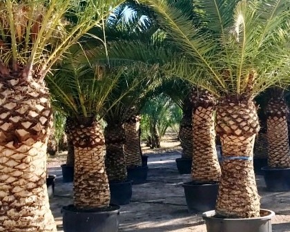 Phoenix canariensis date palm clean trunk