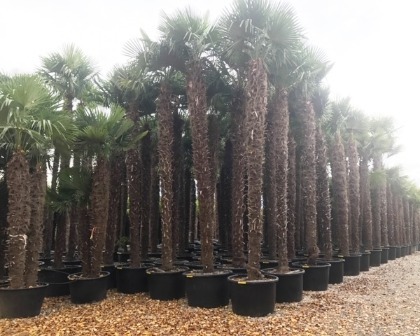 Trachycarpus fortunei 4-5 meter trunk