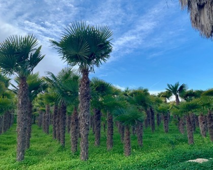 Trachycarpus fortunei production in the fields