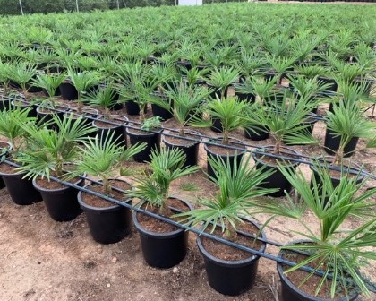 Trachycarpus fortunei production in 5 l container