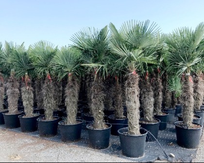 Trachycarpus fortunei palm trees 80/100 trunk
